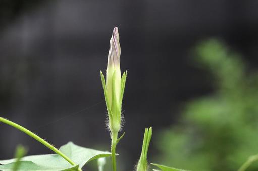 アサガオの花 アサガオの花の写真