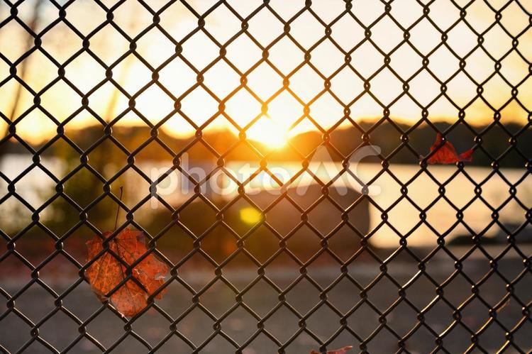 フェンスの向こうの夕陽と落ち葉 素材,紅葉,落ち葉の写真素材