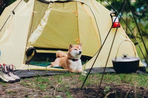 テントの入口に座る犬の写真