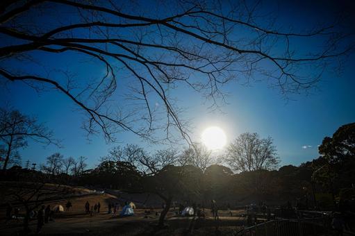 冬の岸根公園と木々 木,枝,逆光の写真素材