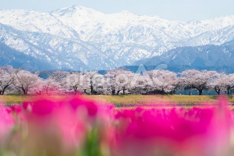 桜　１６　（あさひ舟川・春の四重奏） 桜,満開,開花の写真素材
