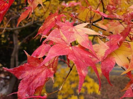紅葉の季節の写真