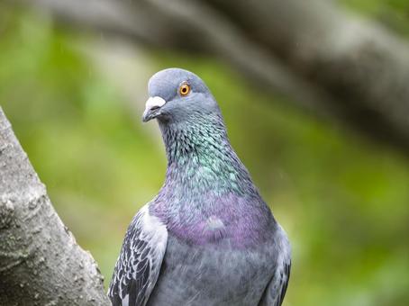 凛とたたずむハトのまなざし 凛とたたずむハトのまなざし ハト,野鳥,自然の写真素材
