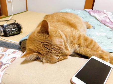 茶トラ猫 茶トラ猫の写真