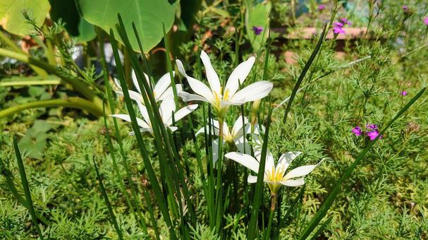 Photo, thamas dare, four seasons narcissus, flower, 