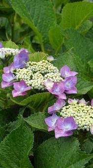 180606権現堂の紫陽花 権現堂,紫陽花,梅雨の写真素材