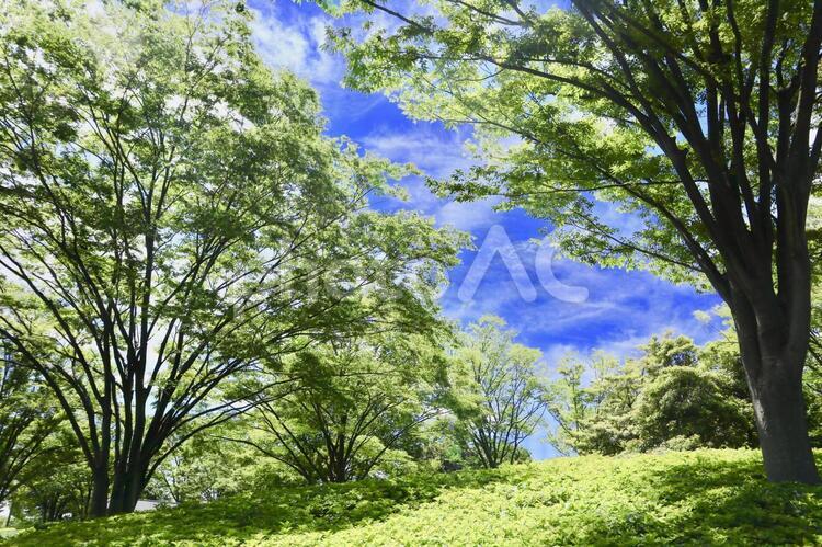 新緑の季節・自然風景 自然,新緑,若葉の写真素材