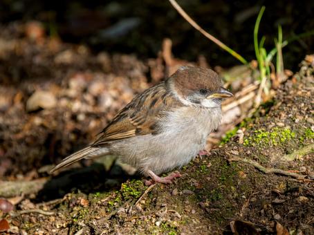 Young sparrow walking on the ground, JPG Young sparrow walking on the ground, JPG