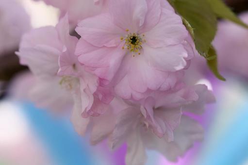美しいピンクの花びらの桜 美しいピンクの花びらの桜の写真