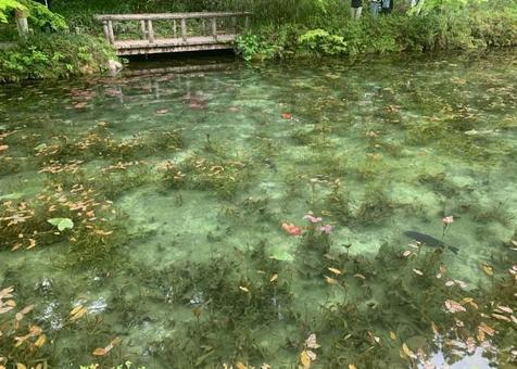 モネの池 モネの池の写真
