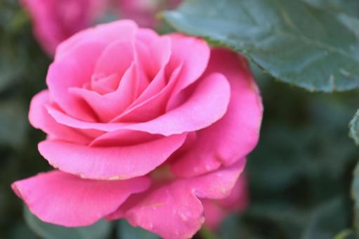 バラ園にてピンクの薔薇を撮影した写真です バラ園にてピンクの薔薇を撮影した写真ですの写真