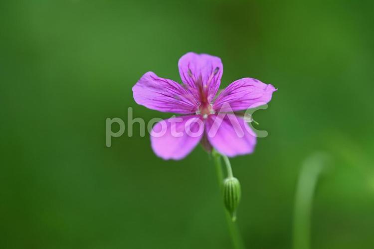 軽井沢町植物園で撮ったアサマフウロ フラワー,風景,自然の写真素材
