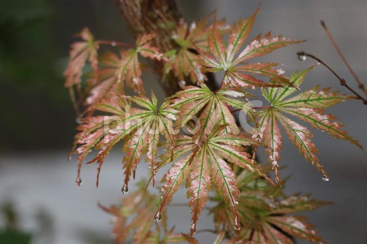 雨の日のモミジ（右から、寄り） もみじ,おおもみじ,べにかがみの写真素材