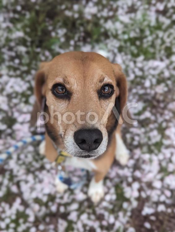 桜の下で黄昏るビーグル 犬,ビーグル,桜の写真素材