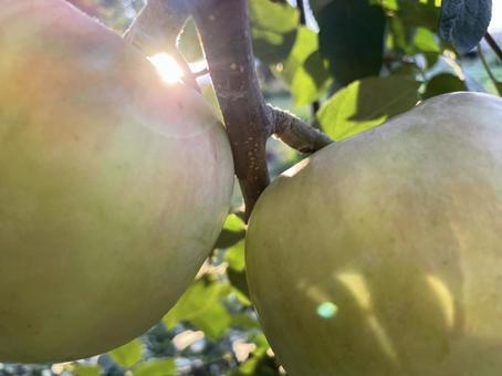 りんご りんごの写真