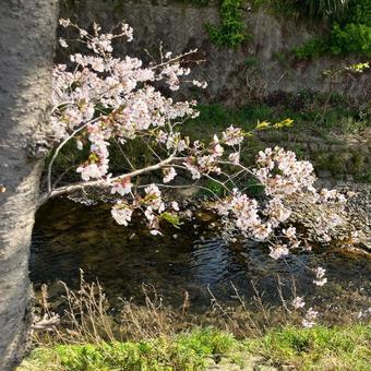 桜と川 2025(3) 桜と川 2025(3)の写真