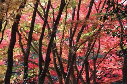 紅葉 紅葉の写真