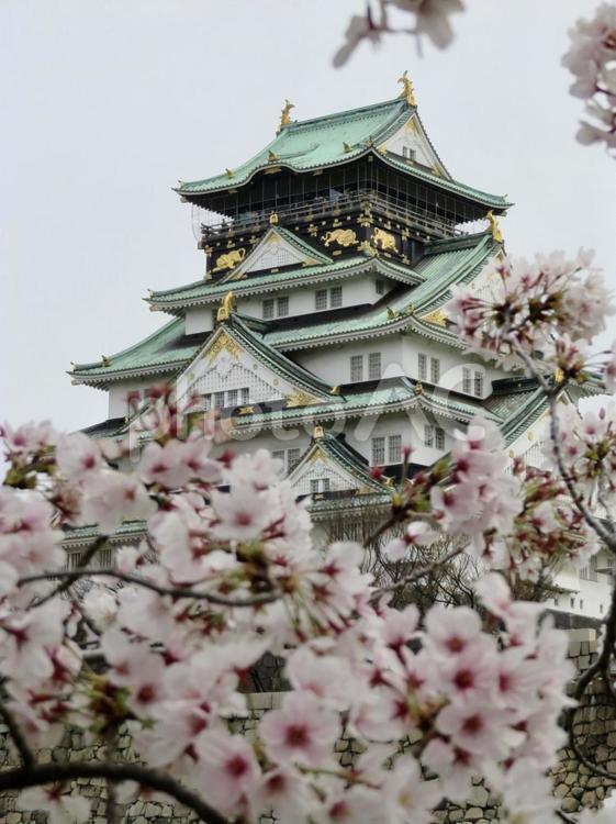 大阪城天守閣と桜 大阪城,大阪城公園,大阪の写真素材