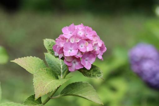 ピンクの紫陽花 ピンクの紫陽花の写真