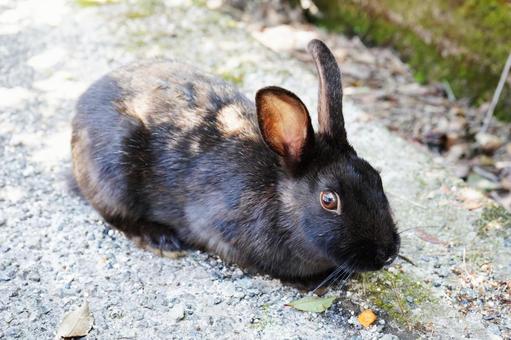 広島 大久野島 うさぎ島のうさぎ11 広島 大久野島 うさぎ島のうさぎ11 黒うさぎ,うさぎ,兎の写真素材