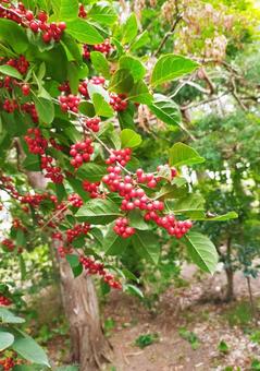 赤い実 ウメモドキ,赤い実,実の写真素材