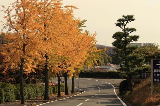 紅葉する道路 紅葉する道路の写真