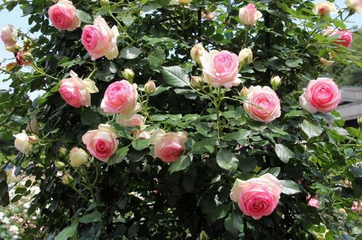バラ・薔薇 ピエールドゥロンサール バラ・薔薇 ピエールドゥロンサールの写真