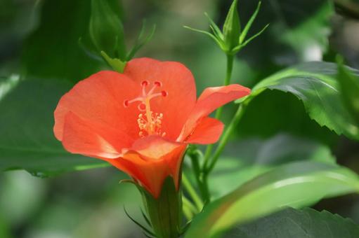 オレンジ色の花びらのビビスクスの花の写真