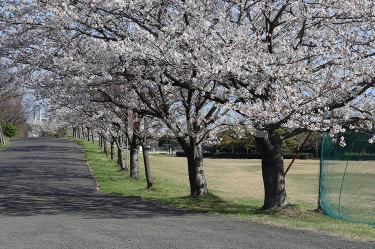 桜並木 桜,サクラ,桜並木の写真素材