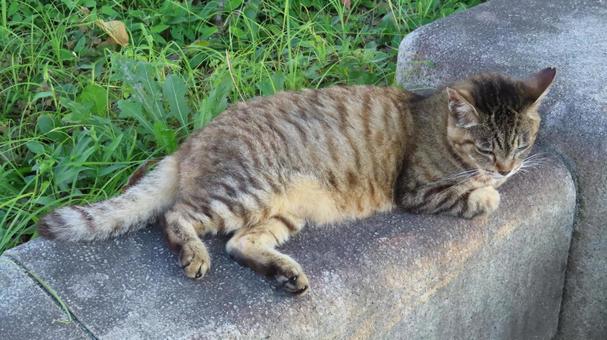 夕涼みが日課のもふもふであざとい猫様 夕涼みが日課のもふもふであざとい猫様 猫,キジトラ,寝そべるの写真素材