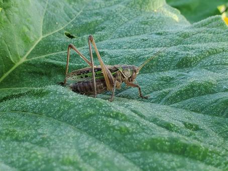 Male Grasshopper on a Pumpkin Leaf, JPG