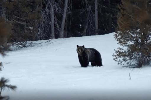 雪降る森に佇む黒いクマの写真