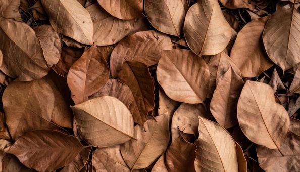 落ち葉の背景素材・秋イメージ・枯れ葉の写真