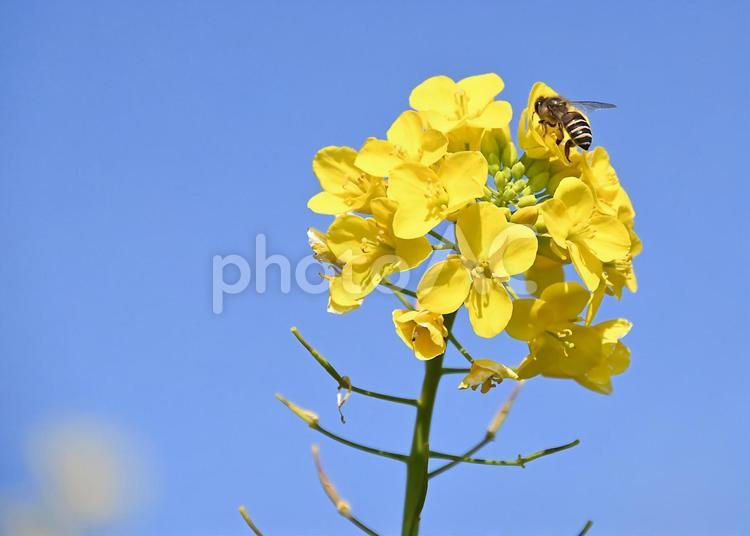 菜の花と蜂1 なのはな,自然,かわいいの写真素材