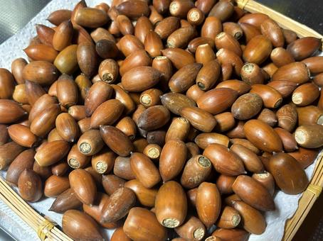 秋の風物詩　どんぐり 秋,自然,どんぐりの写真素材