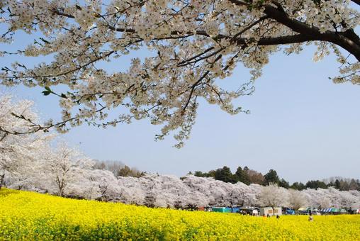 赤城南面千本桜と菜の花 赤城南面千本桜と菜の花の写真