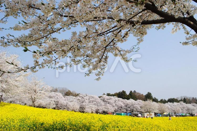 赤城南面千本桜と菜の花 赤城南面千本桜と菜の花,群馬県,花の名所の写真素材