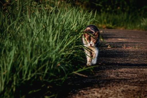 <素材>公園で見かけた三毛猫(野良猫) <素材>公園で見かけた三毛猫(野良猫)の写真