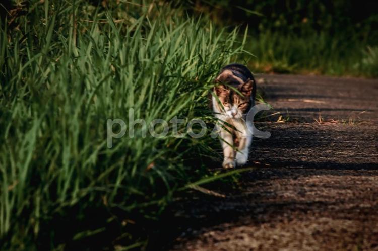 ＜素材＞公園で見かけた三毛猫（野良猫） 猫,三毛猫,風景の写真素材