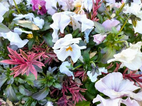 白い花 白い花の写真
