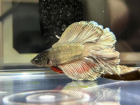 金色のベタ 金色のベタ ベタ,観賞魚,熱帯魚の写真素材