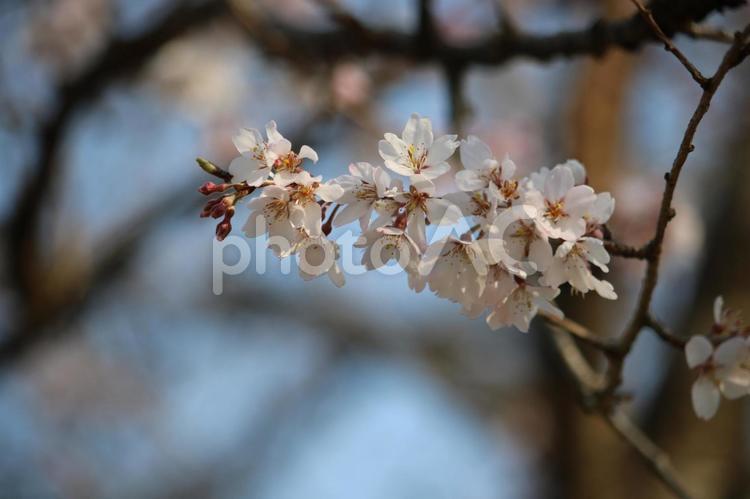 早咲きの桜➁ 初春,ソメイヨシノ,早咲きの桜の写真素材