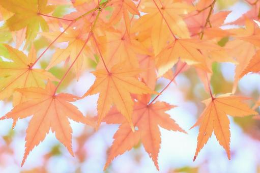 滑らかな日差しの当たる色づく楓の葉アップ 滑らかな日差しの当たる色づく楓の葉アップ もみじ,紅葉,カエデの写真素材