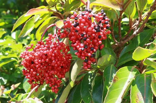 サンゴジュ サンゴジュ サンゴジュ,珊瑚樹,赤の写真素材