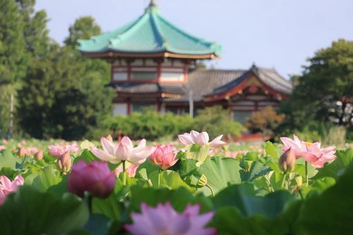 上野公園 不忍池(蓮池) 蓮の花と弁天堂 上野公園 不忍池(蓮池) 蓮の花と弁天堂の写真
