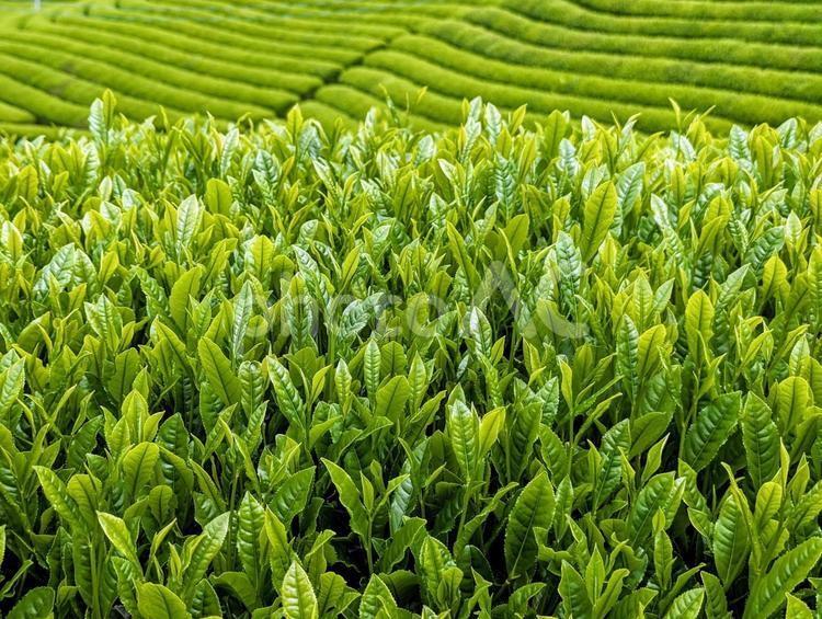 新芽越しに見る茶畑 植物,お茶,茶葉の写真素材