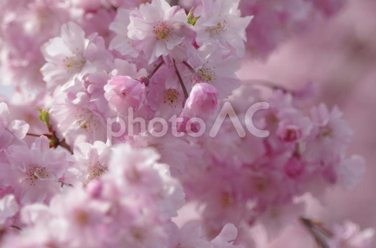 しだれ桜 桜,しだれ桜,春の写真素材