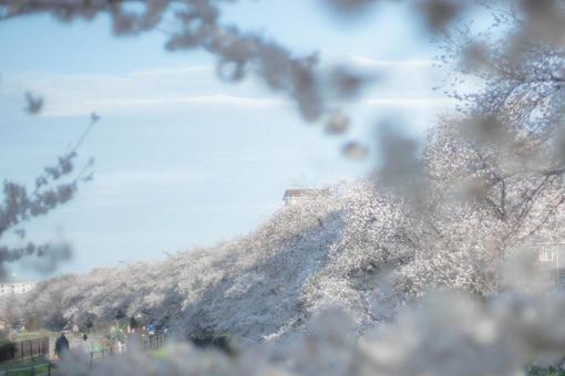 桜 桜の写真