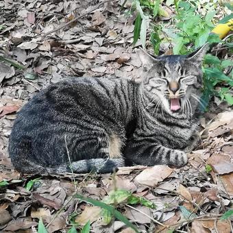 野生の猫 野生の猫の写真