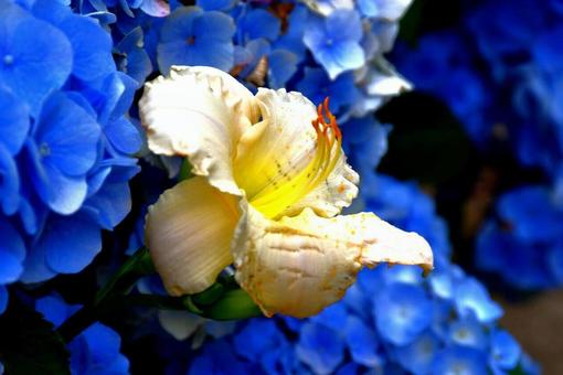 百合と紫陽花 百合と紫陽花 花,植物,白の写真素材